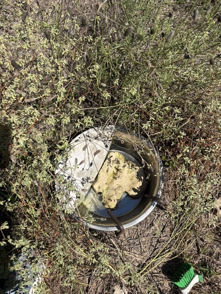 The same water bowl after cleaning, the rock that weighs it down in high wind scrubbed clean of algae and fresh water starting to refill it, a scrub brush in the grass beside it