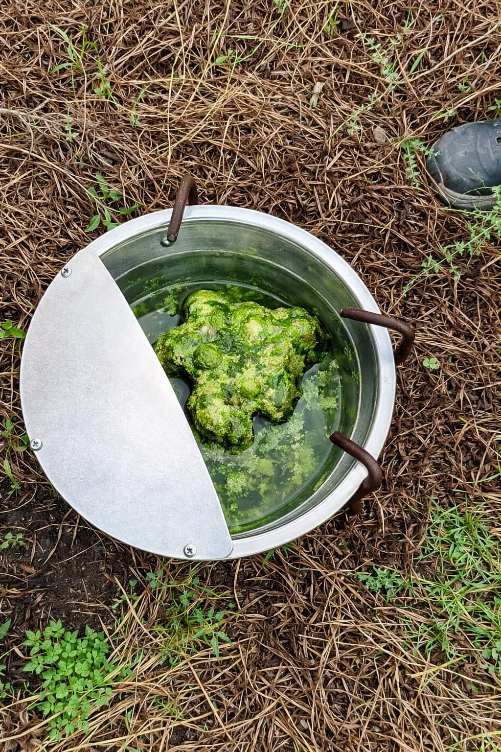 A galvanized supplemental water bowl and its center stone covered in thick bright green algae