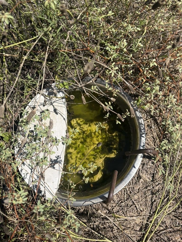 A galvanized supplemental water bowl in the brush, half covered by a concrete slab, its water thick with bright green algae