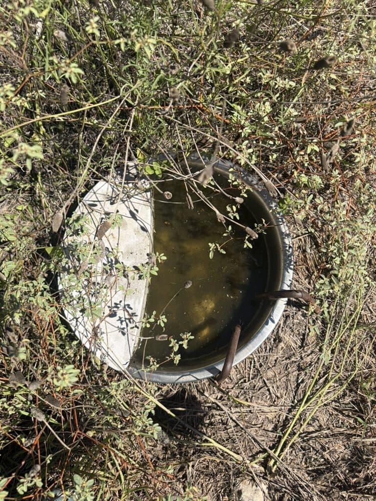 The same water bowl mid-cleaning, with the algae scrubbed loose and still floating in the water before the bowl is dumped